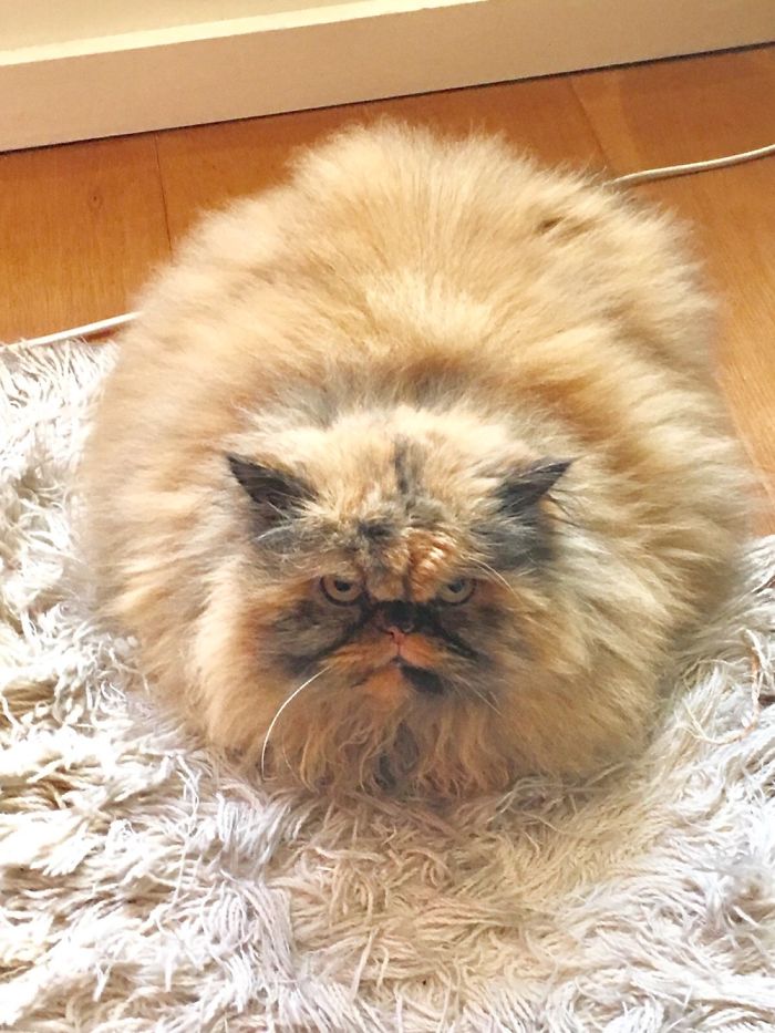 She Looks Mean But She Is The Sweetest Furry Fat Girl