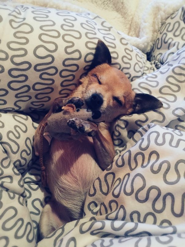 Our Chihuahua Loves To Sleep With His Friend.