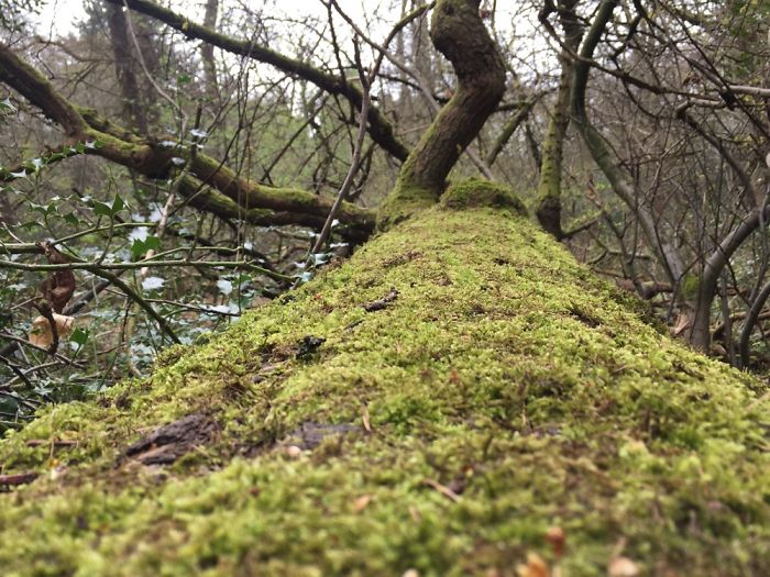 Amateur Photographer