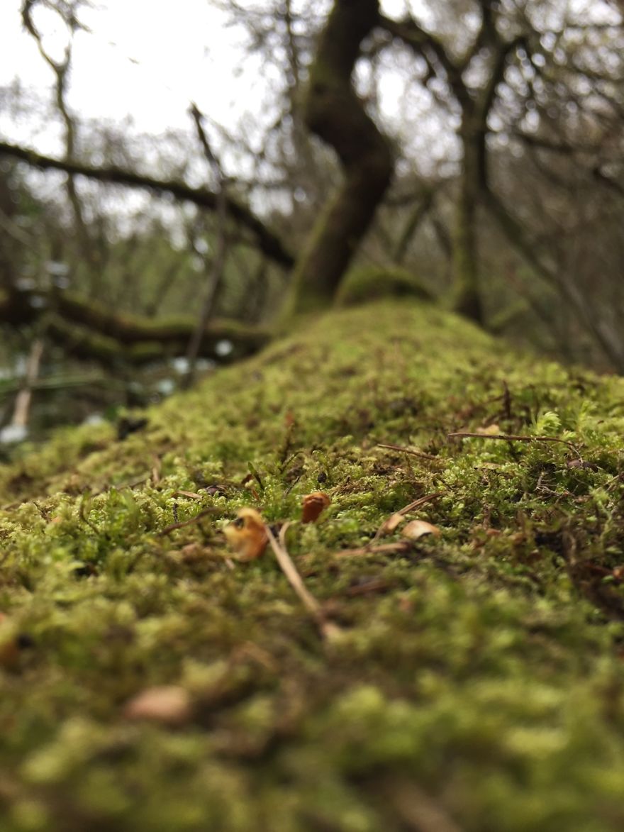 Amateur Photographer