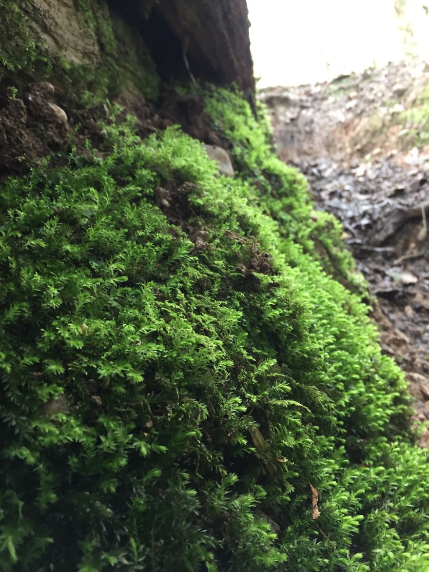 Amateur Photographer