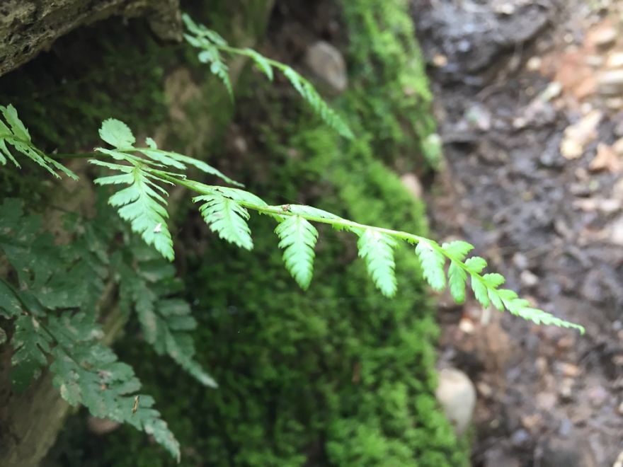 Amateur Photographer