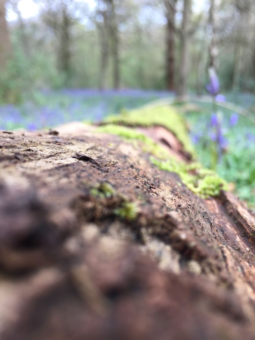 Amateur Photographer