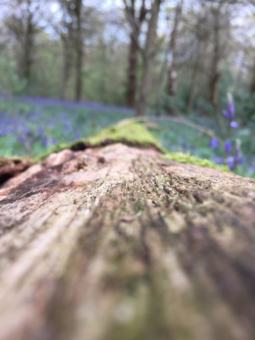 Amateur Photographer