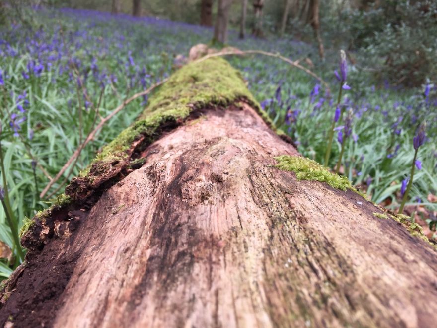 Amateur Photographer