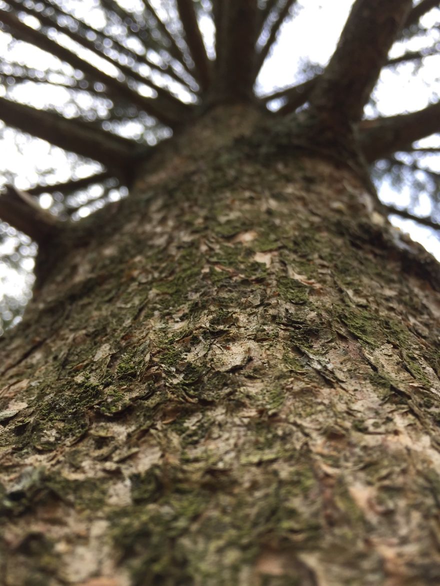 Amateur Photographer