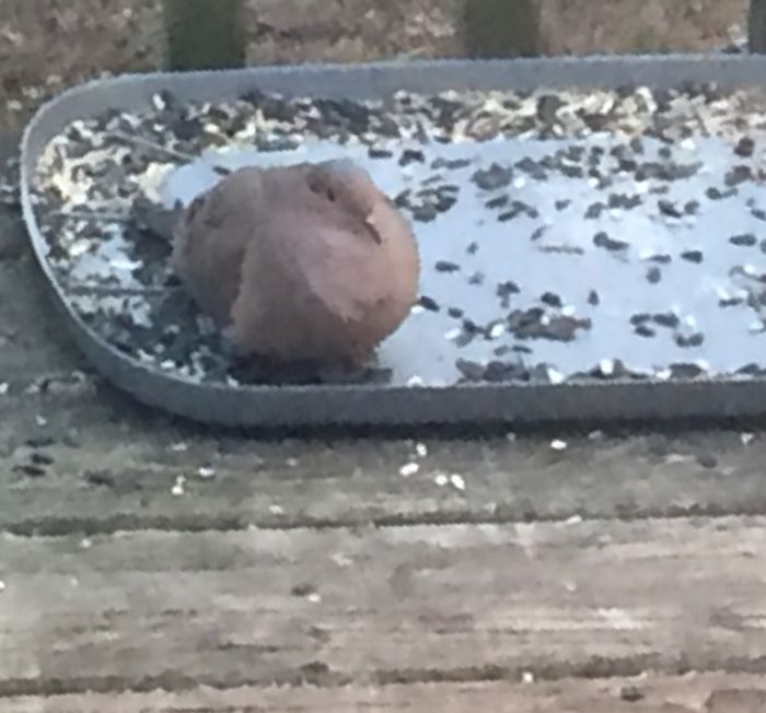 Morning Dove ... Maybe He's Had Enough Bird Seed