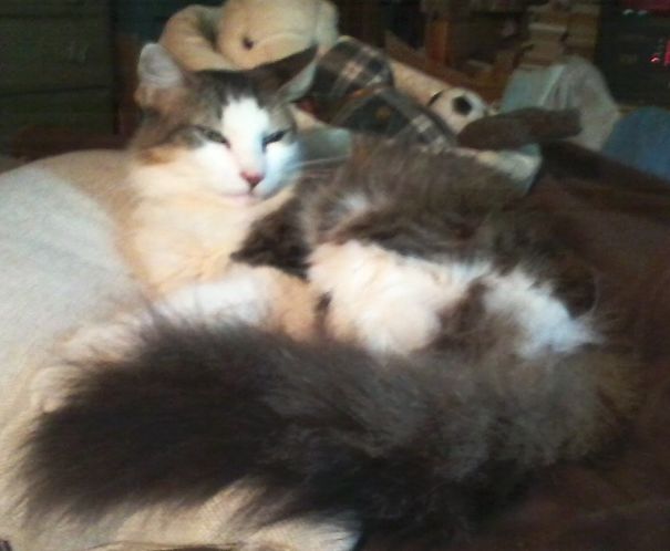 Pillow Pal Or "can You Not See I'm Sleeping ?"