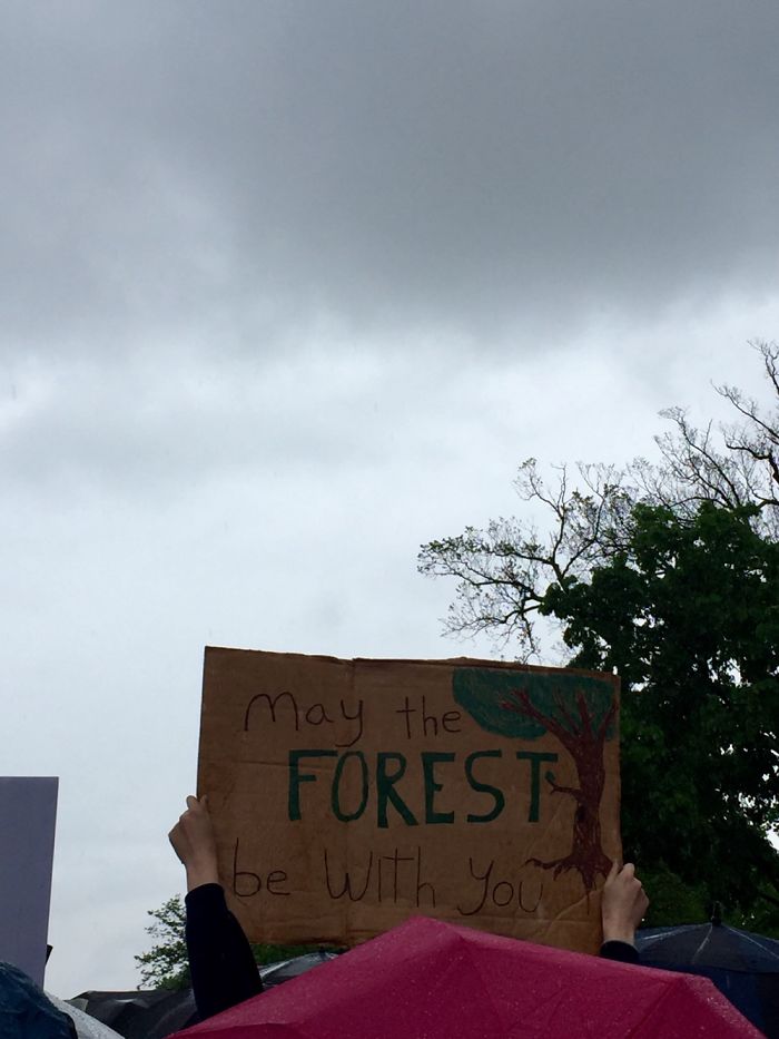 May The Forest Be With You!