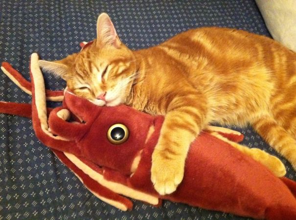 Trouble And His Squid