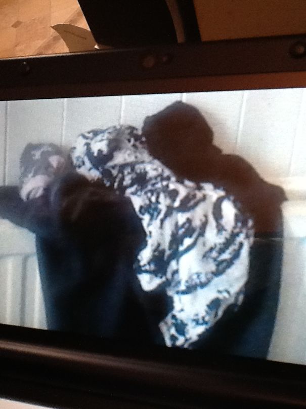 Some Animal On My Bathroom Radiator