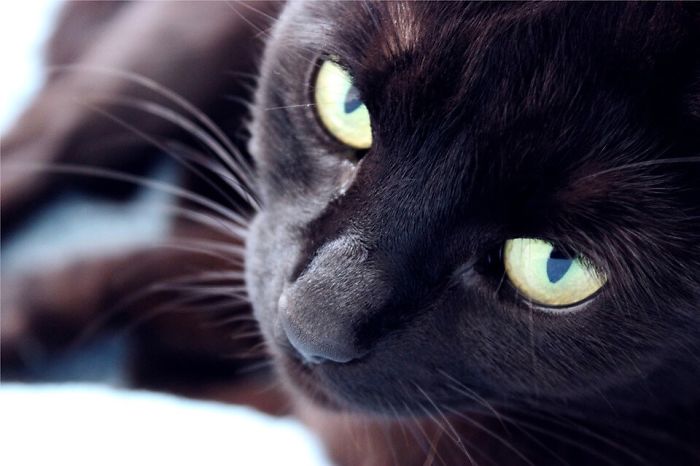 Black Cats Are Beautiful Too Black Cats Are Beautiful Too