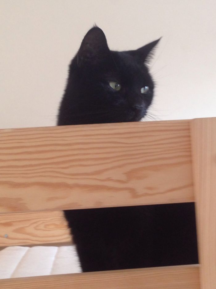 Black Cats Are Beautiful Too