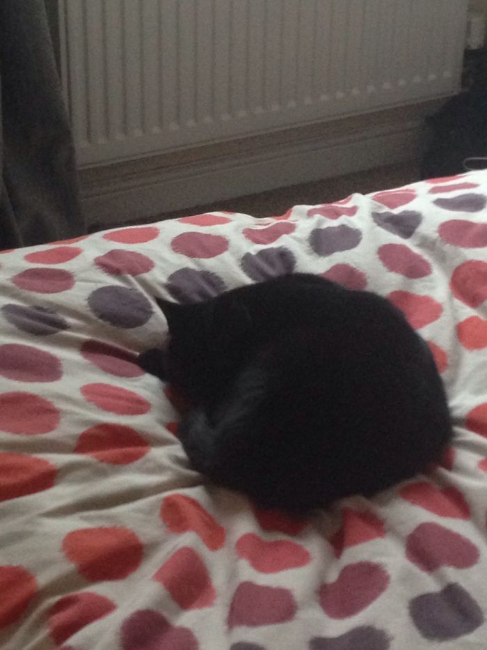 Black Cats Are Beautiful Too Black Cats Are Beautiful Too