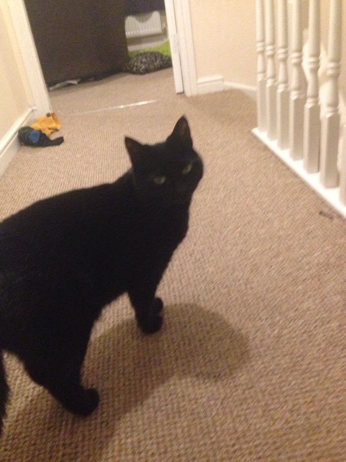 Black Cats Are Beautiful Too Black Cats Are Beautiful Too