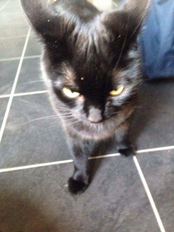 Black Cats Are Beautiful Too Black Cats Are Beautiful Too