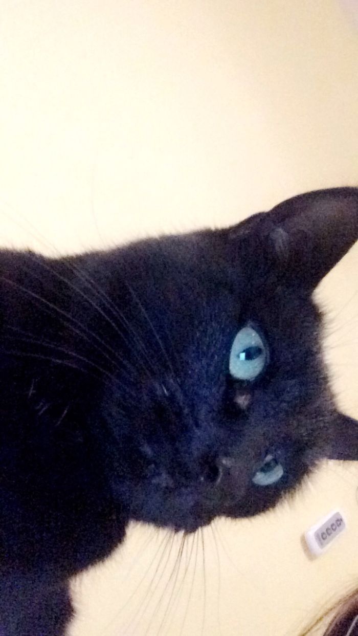 Black Cats Are Beautiful Too Black Cats Are Beautiful Too