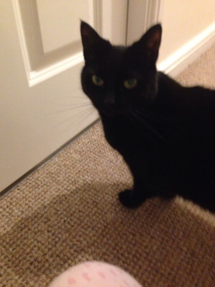 Black Cats Are Beautiful Too Black Cats Are Beautiful Too