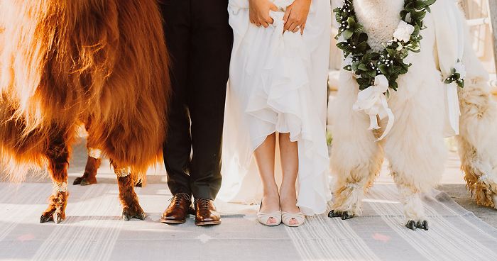 People Who Hate Humans Now Can Invite Llamas In Bowties To Their Weddings Instead