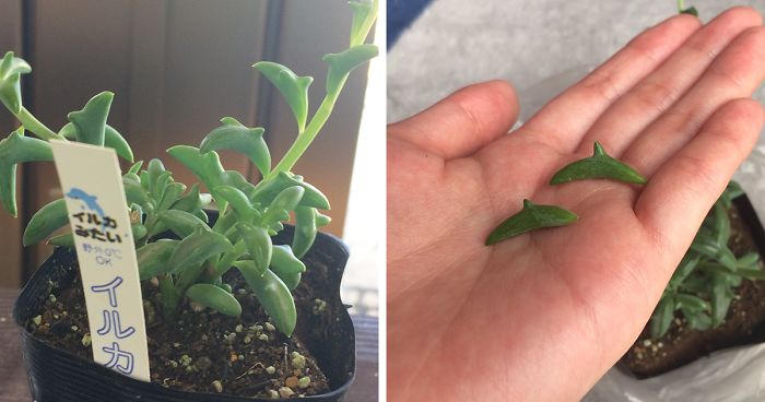 Dolphin Succulents Are The Latest Craze In Japan