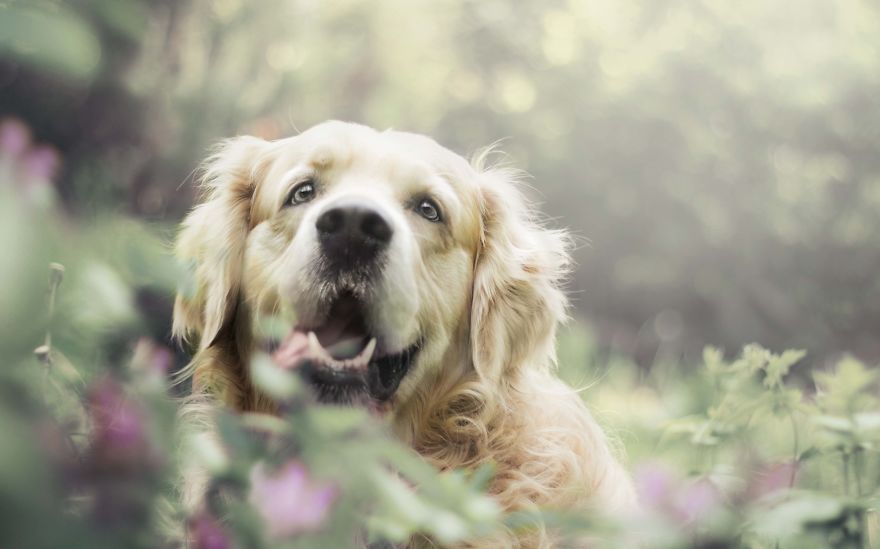 I Photographed Dogs Welcoming Spring