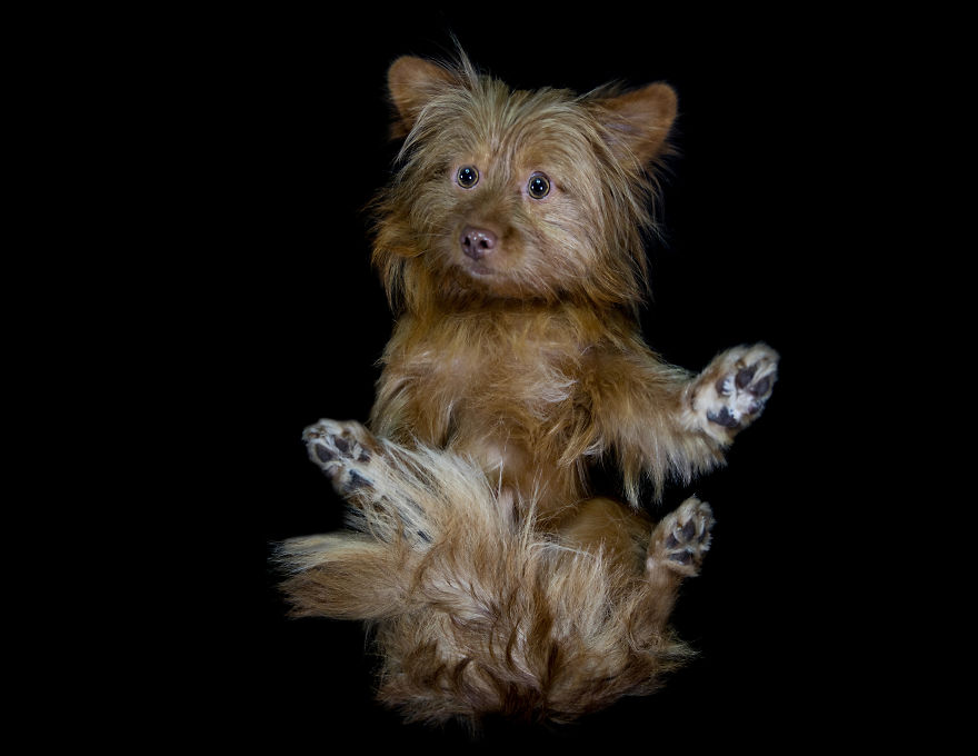 The Underdogs Project! The Underdogs Project!