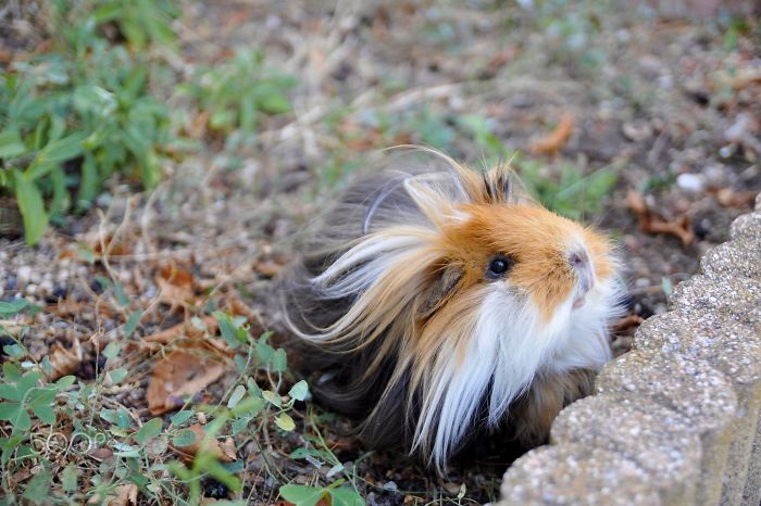 Long-haired-guinea-pigs