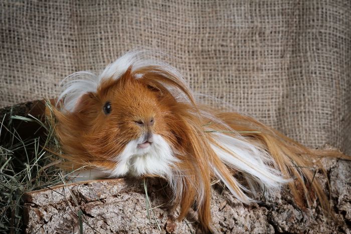 Long-haired-guinea-pigs