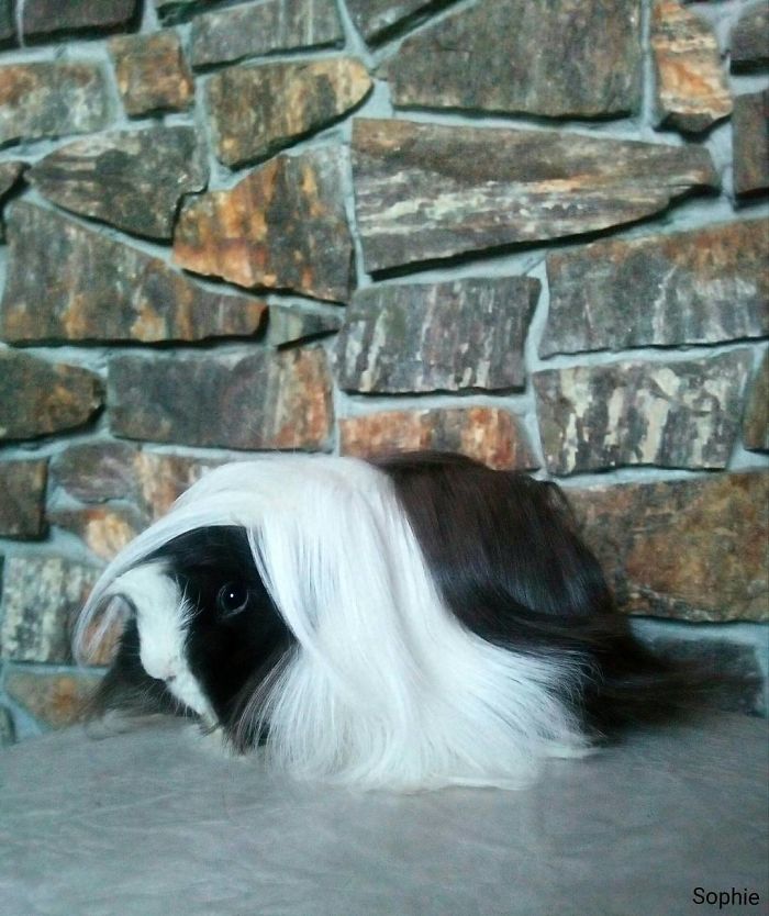 Long-haired-guinea-pigs