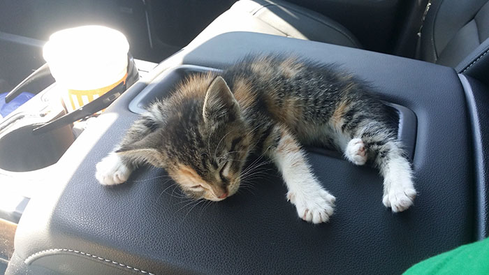Tras ser rescatada por un camionero que la encontró abandonada en la carretera, esta gatita se quedó dormida