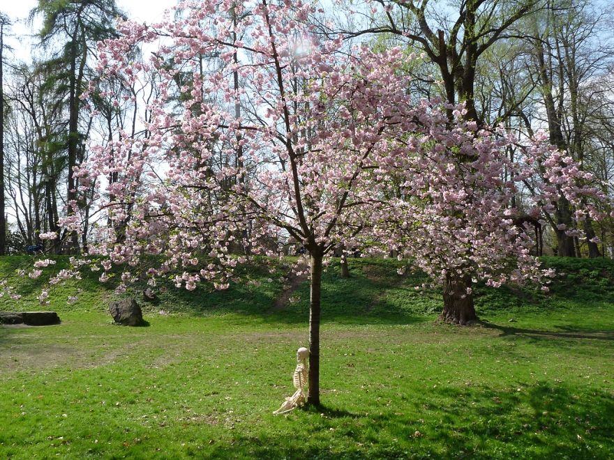 The Tree Meditation 1