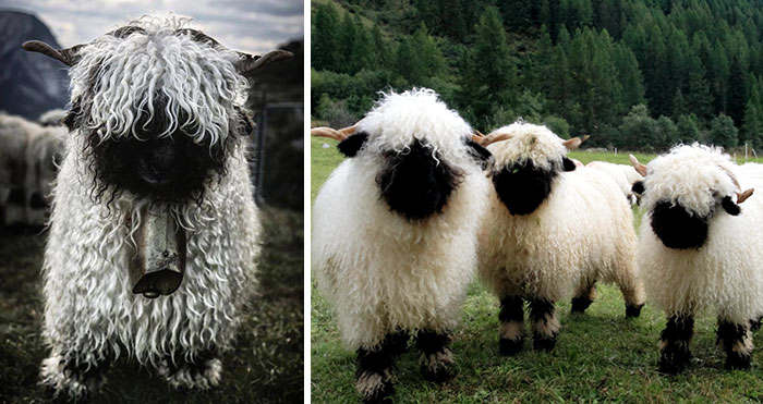 27 Of The Most Metal Animals Ever