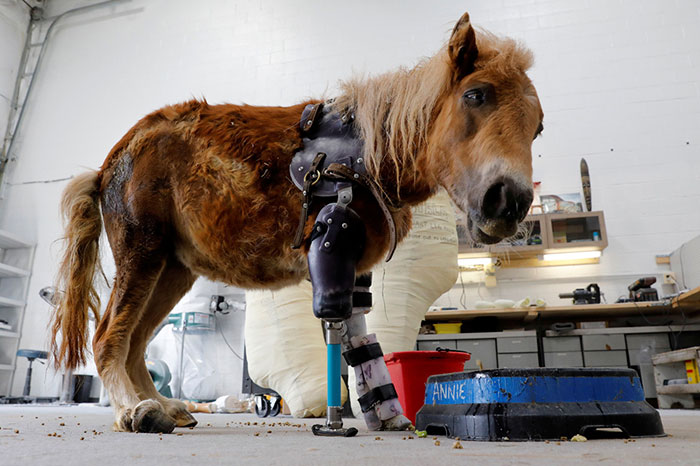 mini-horse-amputee-gets-prosthetic-leg-angel-marie-1
