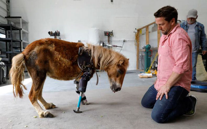 mini-horse-amputee-gets-prosthetic-leg-angel-marie-2
