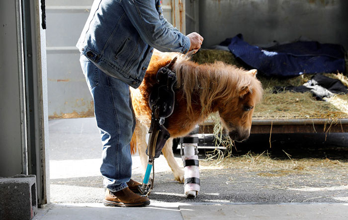 mini-horse-amputee-gets-prosthetic-leg-angel-marie-3