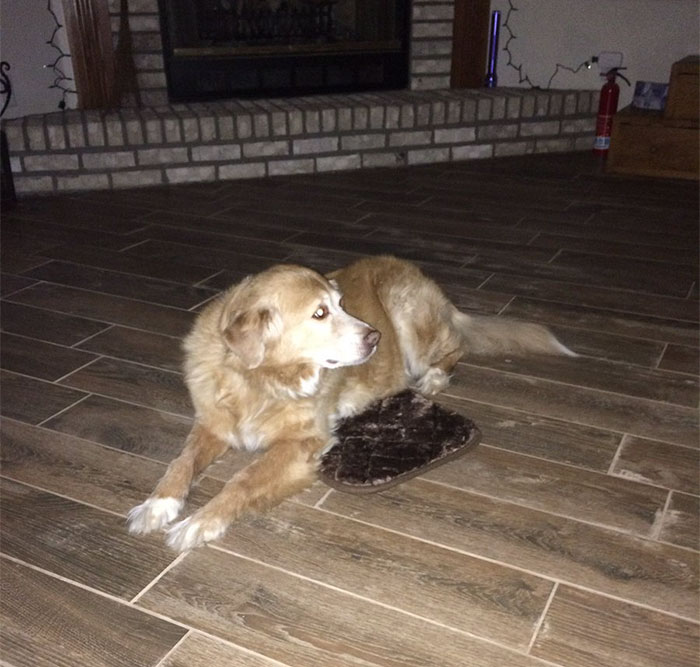 Woman Accidentally Orders TINY Dog Bed, Dog Pretends Everything Is Fine Woman Accidentally Orders TINY Dog Bed, Dog Pretends Everything Is Fine