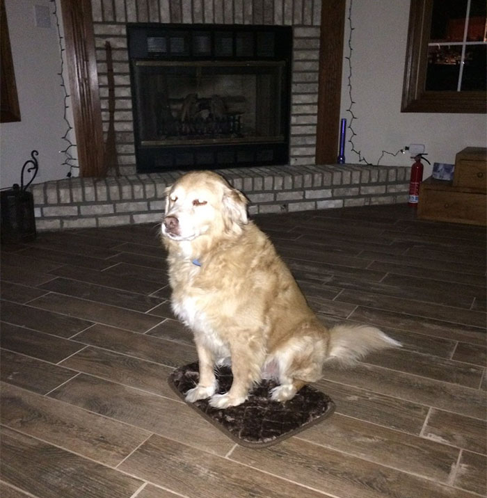 Woman Accidentally Orders TINY Dog Bed, Dog Pretends Everything Is Fine Woman Accidentally Orders TINY Dog Bed, Dog Pretends Everything Is Fine