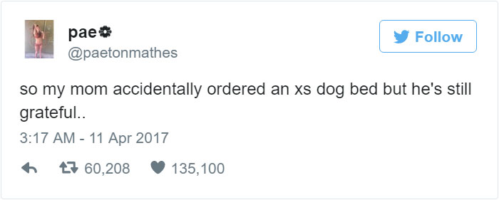 Woman Accidentally Orders TINY Dog Bed, Dog Pretends Everything Is Fine Woman Accidentally Orders TINY Dog Bed, Dog Pretends Everything Is Fine