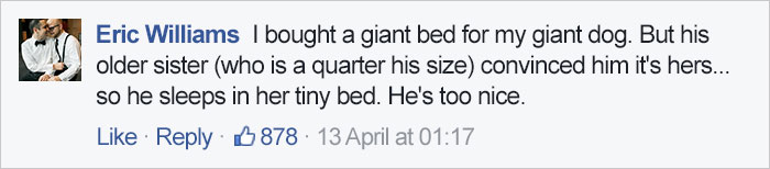 Woman Accidentally Orders TINY Dog Bed, Dog Pretends Everything Is Fine Woman Accidentally Orders TINY Dog Bed, Dog Pretends Everything Is Fine