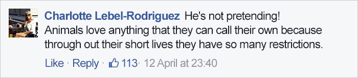 Woman Accidentally Orders TINY Dog Bed, Dog Pretends Everything Is Fine Woman Accidentally Orders TINY Dog Bed, Dog Pretends Everything Is Fine