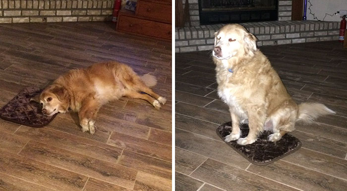 Woman Accidentally Orders TINY Dog Bed, Dog Pretends Everything Is Fine