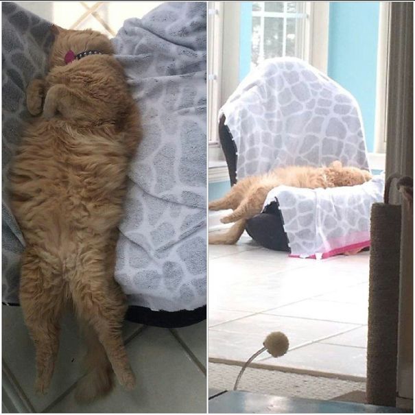 Norman Sleeping Off A Bender....