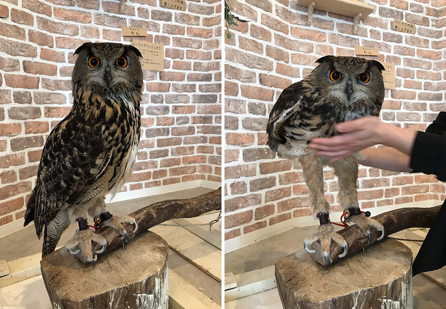 The Internet Is Surprised How Long Owl Legs Actually Are The Internet Is Surprised How Long Owl Legs Actually Are