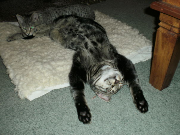 Doncha Just Looove 'laxing Out By The Fire