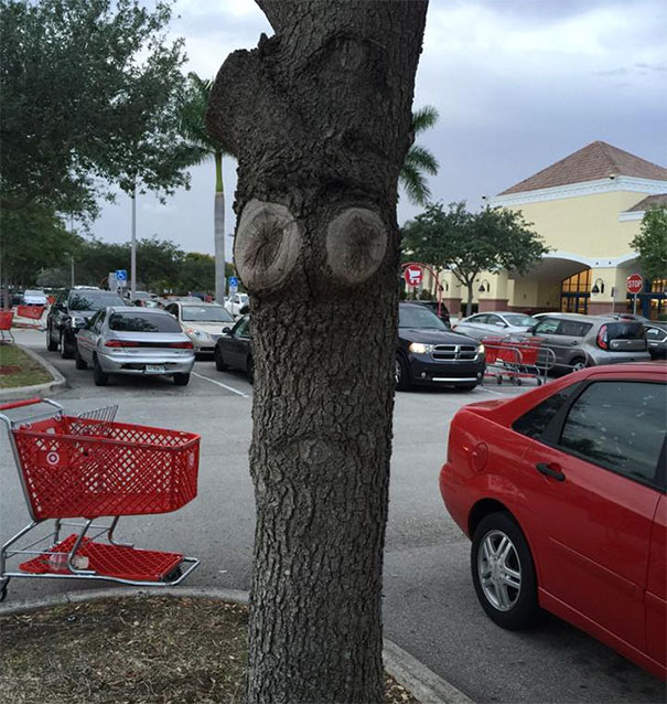 Check Out This Depressed Tree Which Might Be Also A Pirat