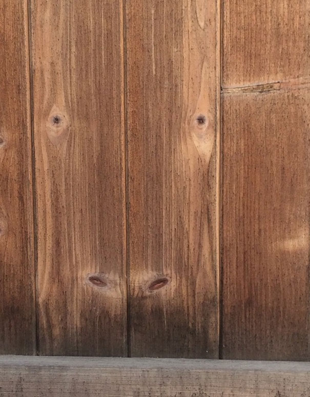 This Cow Got Stuck In My Fence