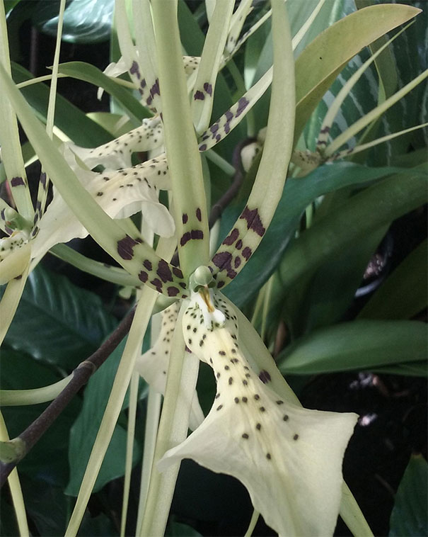 Don't Shoot, I'm Just An Orchid