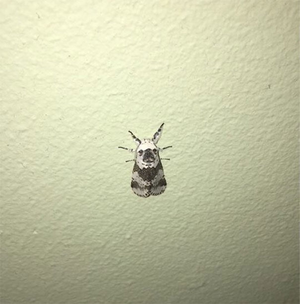 Moth Looks Like A Pug
