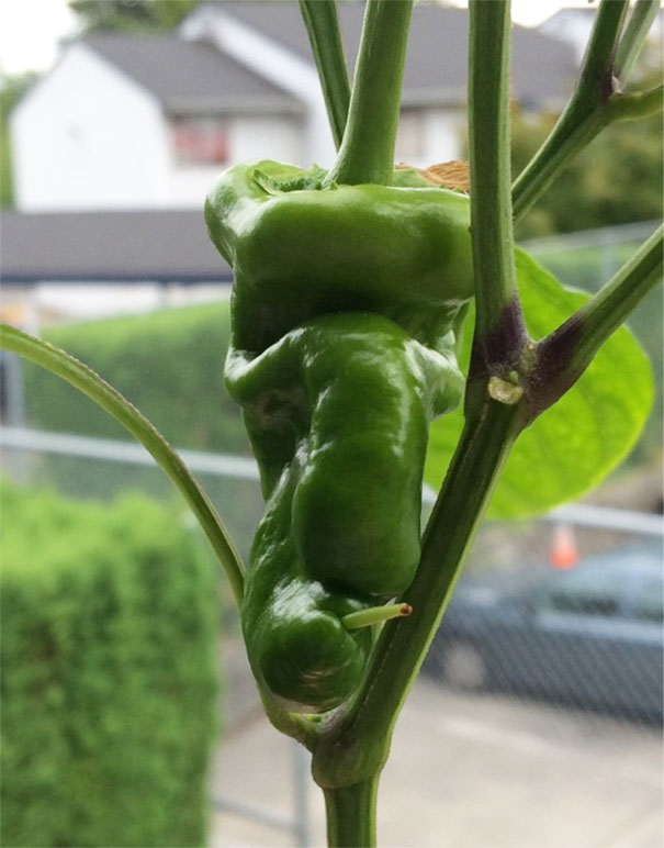 My Wife's Bell Pepper Looks Like A Big Nosed Grumpy Old Man Smoking A Cigarette