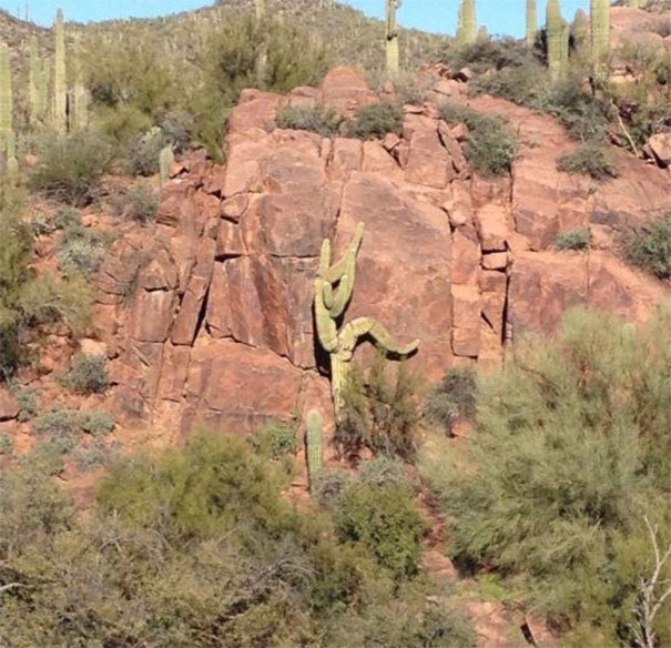 A cactus growing on rocky terrain resembling a dancing figure, an amusing example of pareidolia in nature.